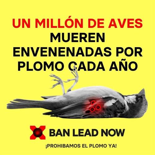 Proponen eliminar el plomo del campo para proteger la salud y biodiversidad