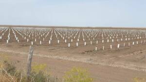 El caño Guadiamar se transforma en plantación de olivos y pierde su función ecológica