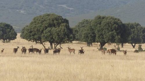 Ecologistas advierten que la caza daña el Parque Nacional de Cabañeros