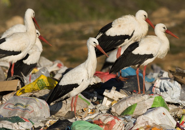 Cigüeñas blancas, gravemente afectadas por la contaminación plástica