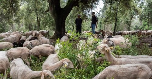 Estrategias para evitar incendios forestales: revitalizar el campo y reformar la agricultura