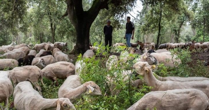 Estrategias para evitar incendios forestales: revitalizar el campo y reformar la agricultura