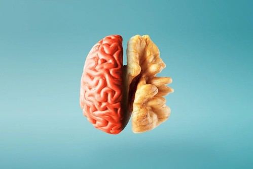 El impacto de los frutos secos en la salud cerebral