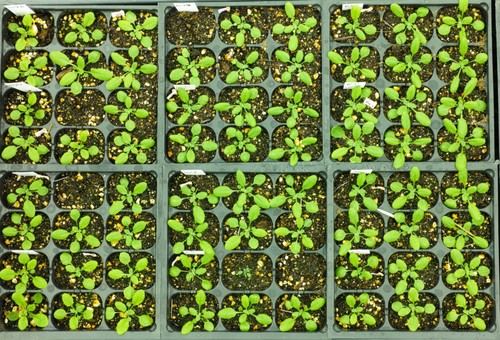 Nuevas vacunas para plantas mejoran su resistencia sin alterar genes