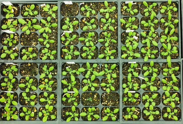 Nuevas vacunas para plantas mejoran su resistencia sin alterar genes