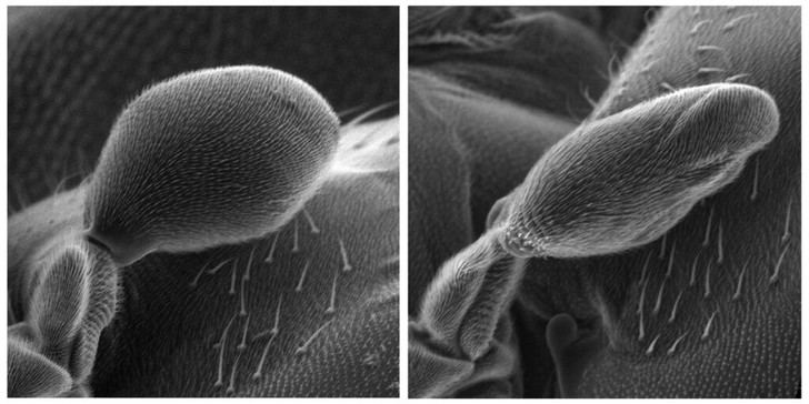 Revelan el secreto del halterio en moscas que les ayuda a volar equilibradamente