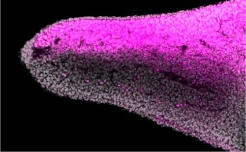 Investigadores hallan el origen de la asimetría en extremidades de vertebrados en peces