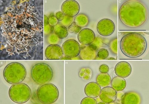 Microalgas de líquenes halladas con potencial para sobrevivir en Marte
