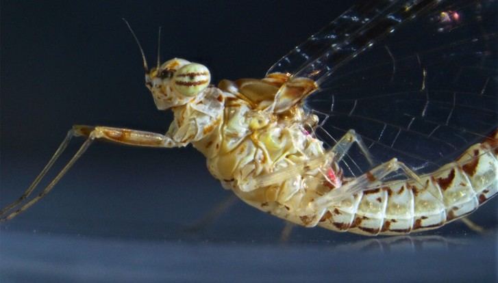Identifican un mecanismo esencial para la regeneración de tejidos en insectos