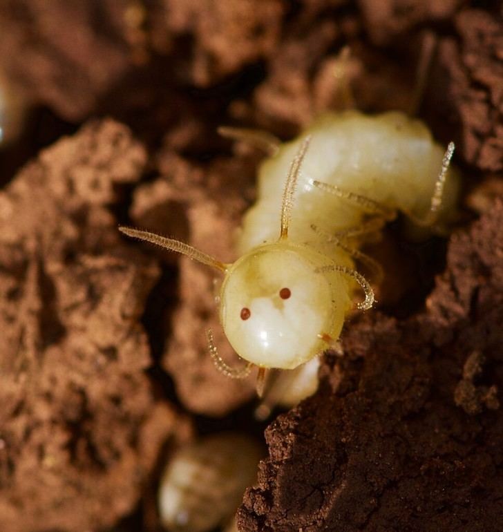 Larvas de mosca se camuflan entre termitas imitando su apariencia y olor