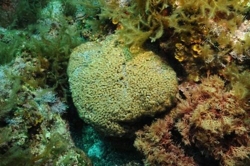 Alarma por altos niveles de microplásticos en las Islas Columbretes