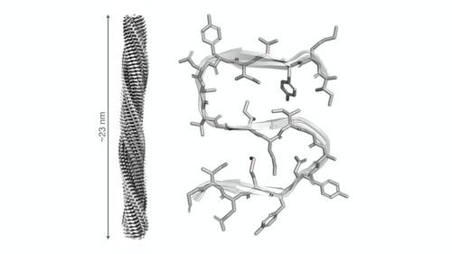 Científicos españoles revelan la estructura de una proteína esencial en la muerte celular relacionada con enfermedades neurodegenerativas