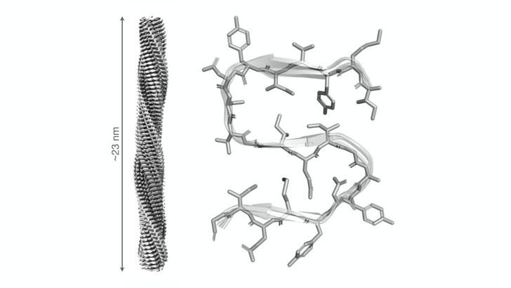 Científicos españoles revelan la estructura de una proteína esencial en la muerte celular relacionada con enfermedades neurodegenerativas
