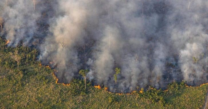 El 87% de los españoles apoya la protección de bosques contra el cambio climático, según Greenpeace