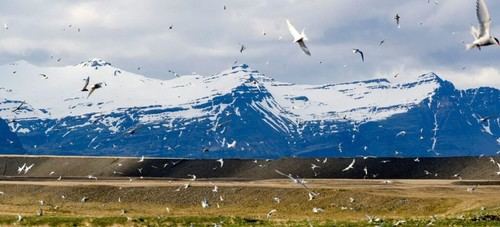 El Ártico enfrenta un deshielo alarmante y cambios drásticos en su ecosistema