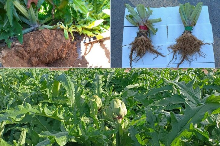 El biocarbón se revela como alternativa efectiva a fertilizantes químicos en alcachofas