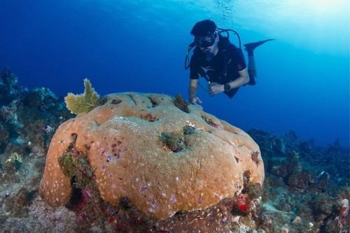 Corales del Caribe en peligro por el aumento de temperatura, advierte estudio del CSIC