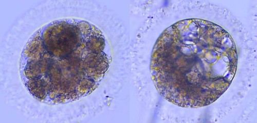 Científicos crean embriones de lince ibérico en laboratorio por primera vez
