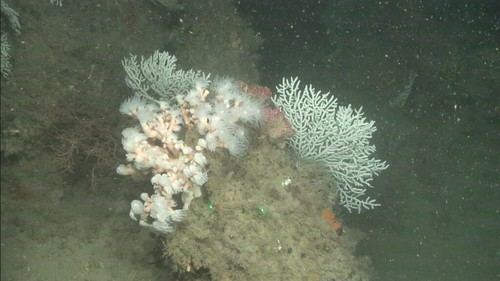 Investigación de los fondos marinos en las Islas Chafarinas por OAPN y IEO-CSIC
