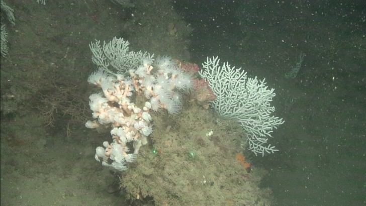 Investigación de los fondos marinos en las Islas Chafarinas por OAPN y IEO-CSIC