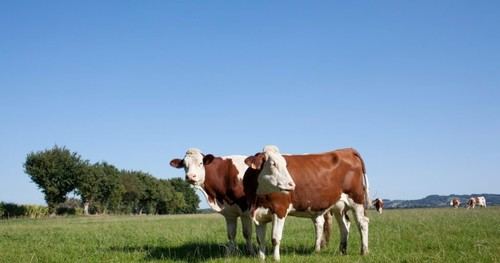 Proponen plan para reducir emisiones de metano en el Pacto Climático español
