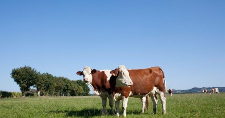 Proponen plan para reducir emisiones de metano en el Pacto Climático español