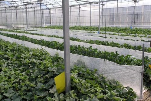 Almería acogerá el simposio internacional sobre tecnología de invernaderos GreenSys2025