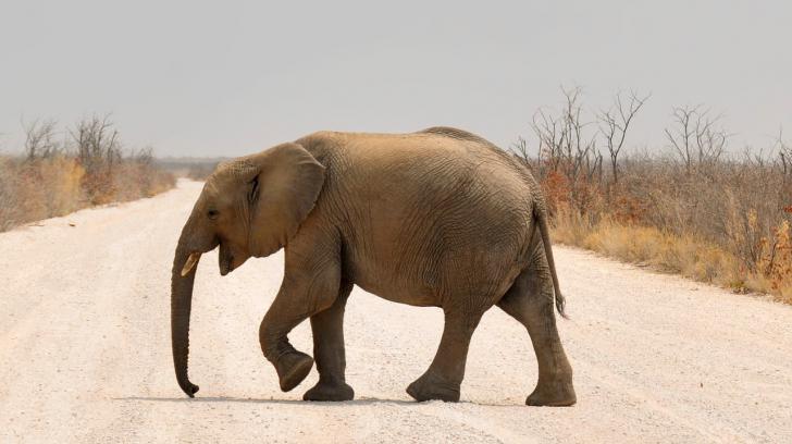 Selfie mortal: El peligro de hacerse una fotografía con un elefante