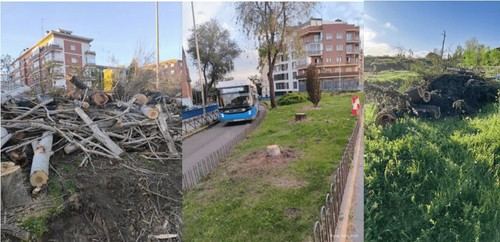 Obras en Madrid causan graves daños al arbolado urbano