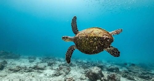 El Tratado de los Océanos logra 60 ratificaciones y pronto entrará en vigor