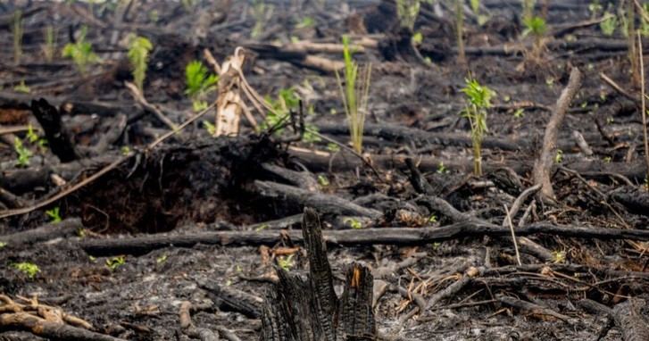 Greenpeace exige la aplicación del Reglamento EUDR para el 30 de diciembre de 2025