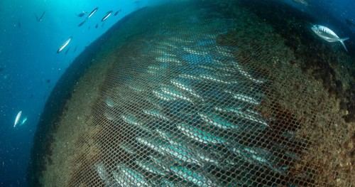 Greenpeace exige el desmantelamiento de jaulas marinas en Melenara por problemas ambientales