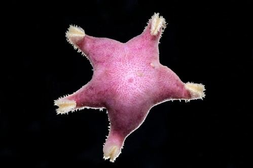 Greenpeace descubre posibles nuevas especies en su expedición al Ártico profundo