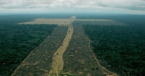 COP30 en la Amazonía: Greenpeace exige acción urgente contra la deforestación y justicia climática
