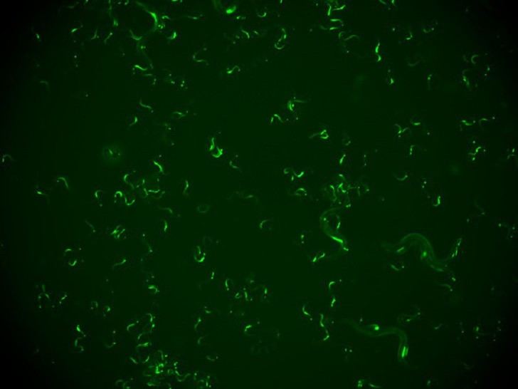 Descubren en gusanos un mecanismo que les permite recordar infecciones virales y defenderse de reinfecciones