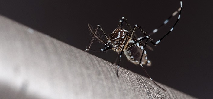 Investigadores de UNEATLANTICO analizan el dengue en Bangladesh