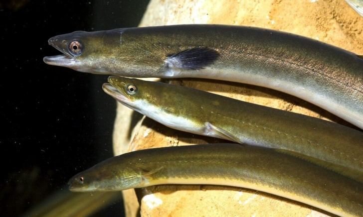 La anguila europea enfrenta un grave riesgo de extinción, según nuevo estudio