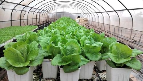 Bioestimulantes y estrés salino mejoran los microbios en hortalizas