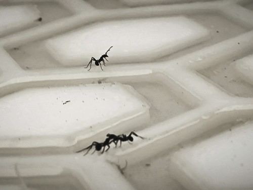 Hormigas operan como un 'cerebro líquido' sin jerarquías en su colectividad