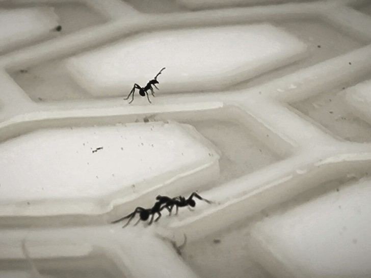 Hormigas operan como un 'cerebro líquido' sin jerarquías en su colectividad