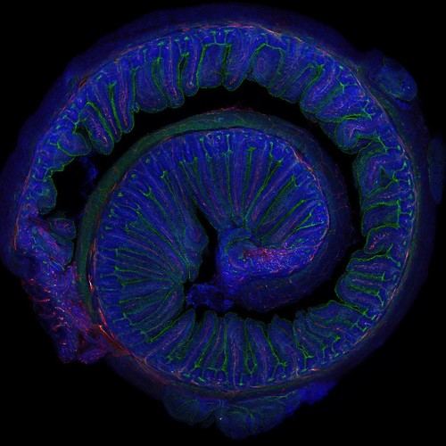 Ejercicio moderado y microbiota: claves para mejorar la memoria, según el CSIC