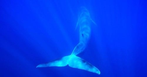 La navegación en el Mediterráneo sigue siendo peligrosa para las ballenas a pesar de las advertencias internacionales