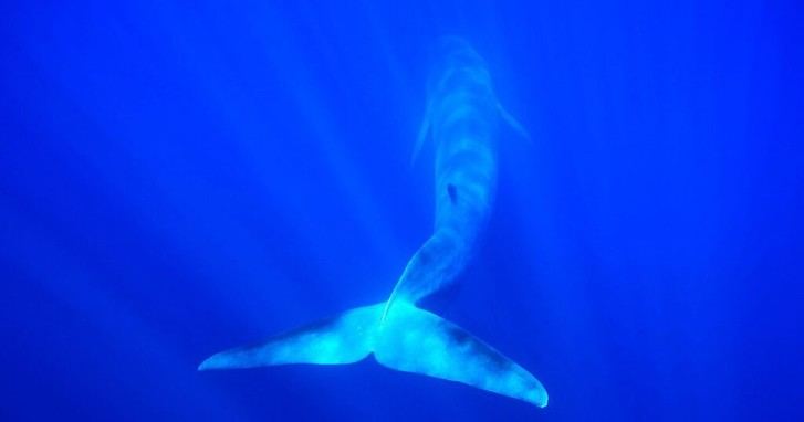 La navegación en el Mediterráneo sigue siendo peligrosa para las ballenas a pesar de las advertencias internacionales