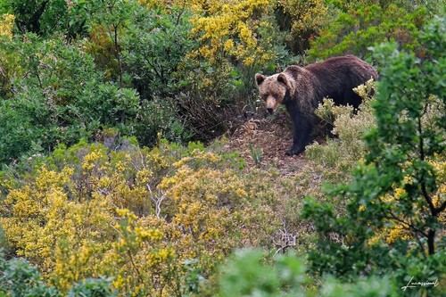 El calor restringe el movimiento del oso pardo cantábrico en un mundo en calentamiento