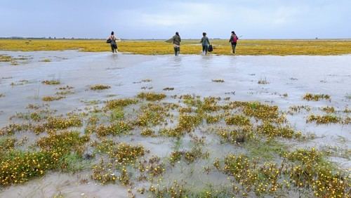 Lluvias de 2025 mejoran temporalmente Doñana, pero persisten desafíos ambientales
