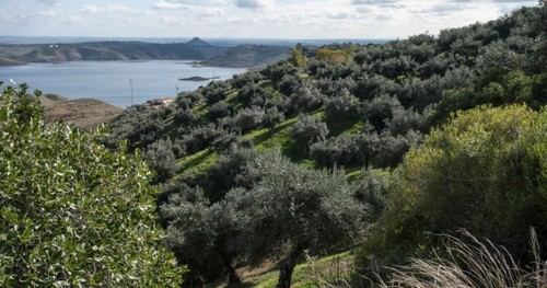 Organizaciones ecologistas advierten sobre el retroceso ambiental en Andalucía por nuevas leyes