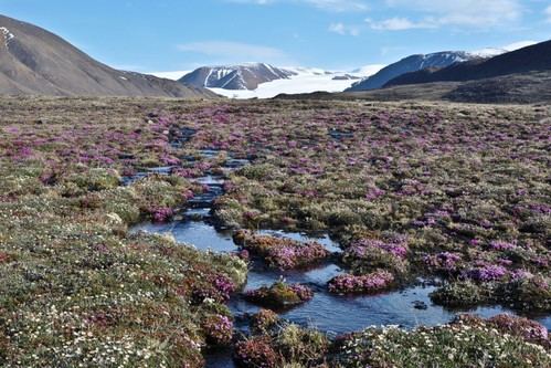 Plantas árticas muestran respuestas inesperadas al calentamiento global