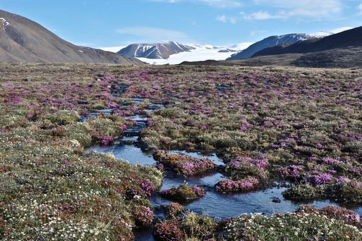 Plantas árticas muestran respuestas inesperadas al calentamiento global