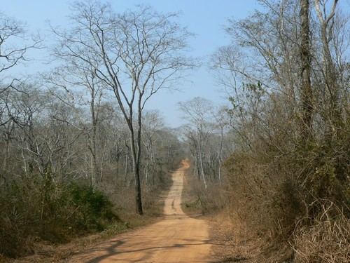 Sequías tienen un impacto limitado en el crecimiento de árboles tropicales, según estudio
