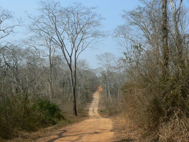 Sequías tienen un impacto limitado en el crecimiento de árboles tropicales, según estudio